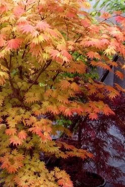 Autumn Moon Japanese Maple - 2 Gallon Pot -Shrub Plant Shop Japanese Maple Autumn Moon 7