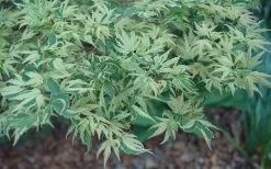 Butterfly Japanese Maple - 2 Gallon Pot -Shrub Plant Shop Japanese Maple Butterfly 3 1