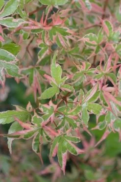 Butterfly Japanese Maple - 3 Gallon Pot -Shrub Plant Shop Japanese Maple Butterfly 4 2