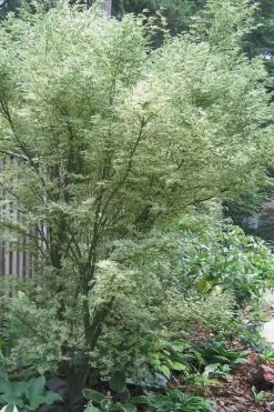 New Products 23 Butterfly Japanese Maple - 3 Gallon Pot