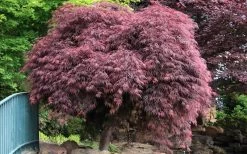 Crimson Queen Dwarf Japanese Maple (High Graft Tree Form) - 1 Gallon Pot -Shrub Plant Shop Japanese Maple Crimson Queen 22
