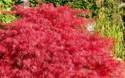 Crimson Queen Dwarf Japanese Maple - 2 Gallon Pot -Shrub Plant Shop Japanese Maple Crimson Queen 51