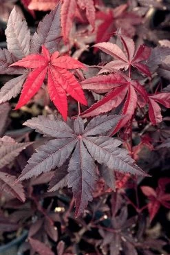 Emperor 1 Japanese Maple - 5 Gallon Pot (4'-5') -Shrub Plant Shop Japanese Maple Emperor 1 500x750 1