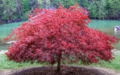 Firefall Lace Leaf Japanese Maple - 1 Gallon Pot -Shrub Plant Shop Japanese Maple Firefall 1