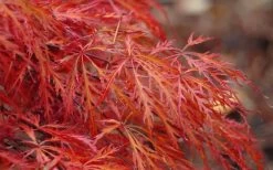 Firefall Lace Leaf Japanese Maple - 1 Gallon Pot -Shrub Plant Shop Japanese Maple Firefall 2