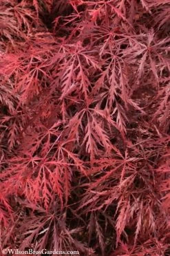 Firefall Lace Leaf Japanese Maple - 1 Gallon Pot -Shrub Plant Shop Japanese Maple Firefall 3
