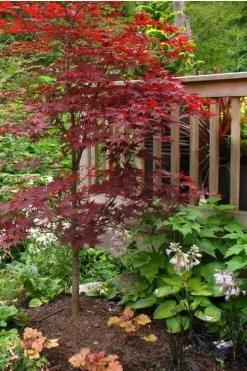 Fireglow Red Leaf Japanese Maple - 5 Gallon Pot (4.5-5.5') 11 Fireglow Red Leaf Japanese Maple - 5 Gallon Pot (4.5-5.5') -Shrub Plant Shop Japanese Maple Fireglow 500x750 1