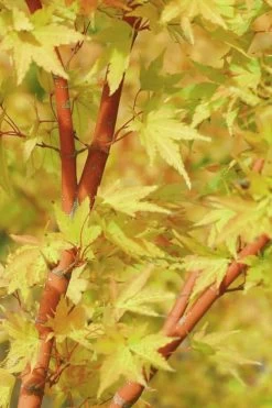 Japanese Sunrise Japanese Maple - 3 Gallon Pot -Shrub Plant Shop Japanese Maple Japanese Sunrise Bark 500x700 1