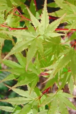 Japanese Sunrise Japanese Maple - 3 Gallon Pot -Shrub Plant Shop Japanese Maple Japanese Sunrise Spring 500x700 1