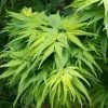 Mikawa Yatsubusa Japanese Maple - 5 Gallon Pot