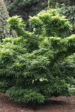 Mikawa Yatsubusa Japanese Maple - 5 Gallon Pot -Shrub Plant Shop Japanese Maple Mikawa Yatsubusa 8