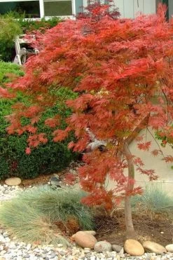 Orangeola Weeping Japanese Maple - 3 Gallon Pot (1.5-2') -Shrub Plant Shop Japanese Maple Orangeola 1 1