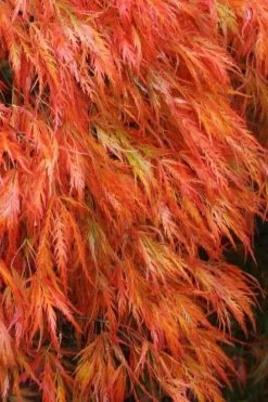 Orangeola Weeping Japanese Maple - 3 Gallon Pot (1.5-2')