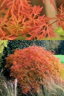 Orangeola Weeping Japanese Maple - 3 Gallon Pot (1.5-2') -Shrub Plant Shop Japanese Maple Orangeola 3 1