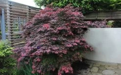Oregon Sunset Japanese Maple - Acer Palmatum - 1 Gallon Pot -Shrub Plant Shop Japanese Maple Oregon Sunset 1
