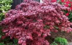 Oregon Sunset Japanese Maple - Acer Palmatum - 1 Gallon Pot -Shrub Plant Shop Japanese Maple Oregon Sunset 4