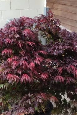 Oregon Sunset Japanese Maple - Acer Palmatum - 1 Gallon Pot -Shrub Plant Shop Japanese Maple Oregon Sunset 5