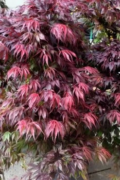 Oregon Sunset Japanese Maple - Acer Palmatum - 1 Gallon Pot