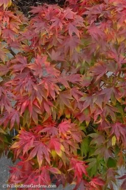 Oregon Sunset Japanese Maple - Acer Palmatum - 1 Gallon Pot -Shrub Plant Shop Japanese Maple Oregon Sunset 9