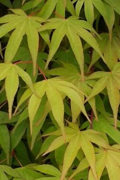 Osakazuki Japanese Maple - 5 Gallon Pot -Shrub Plant Shop Japanese Maple Osakazuki 5 3