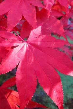 Osakazuki Japanese Maple - 5 Gallon Pot -Shrub Plant Shop Japanese Maple Osakazuki 6 3