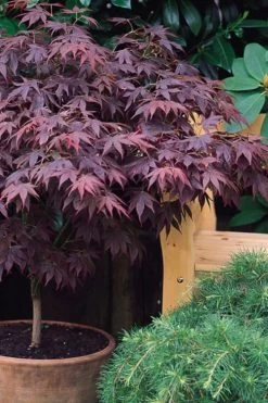 Pixie Dwarf Red Japanese Maple - 3 Gallon Pot -Shrub Plant Shop Japanese Maple Pixie Dwarf 6