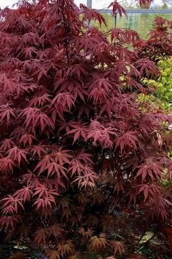 Pixie Dwarf Red Japanese Maple - 3 Gallon Pot -Shrub Plant Shop Japanese Maple Pixie Dwarf 9