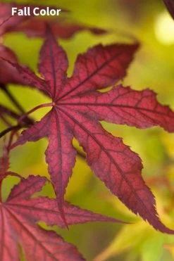 Purple Ghost Japanese Maple - 1 Gallon Pot -Shrub Plant Shop Japanese Maple Purple Ghost 3