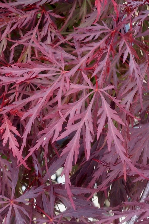 Red Dragon Dwarf Japanese Maple - 5 Gallon Pot 6 Red Dragon Dwarf Japanese Maple - 5 Gallon Pot - Image 6
