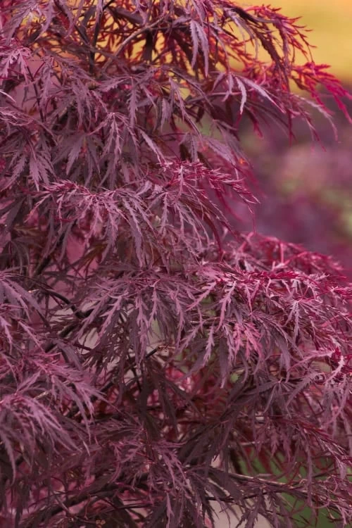 Red Dragon Dwarf Japanese Maple - 5 Gallon Pot 1 Red Dragon Dwarf Japanese Maple - 5 Gallon Pot