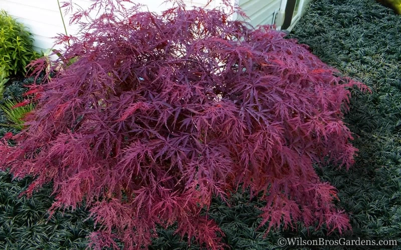 Red Dragon Dwarf Japanese Maple - 5 Gallon Pot 4 Red Dragon Dwarf Japanese Maple - 5 Gallon Pot - Image 4