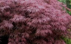 Red Dragon Dwarf Japanese Maple - 5 Gallon Pot 14 Red Dragon Dwarf Japanese Maple - 5 Gallon Pot -Shrub Plant Shop Japanese Maple Red Dragon 3 1