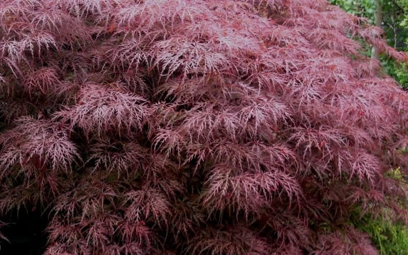 Red Dragon Dwarf Japanese Maple - 5 Gallon Pot 7 Red Dragon Dwarf Japanese Maple - 5 Gallon Pot - Image 7