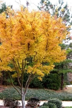 Sango Kaku Coral Bark Japanese Maple - 3 Gallon Pot -Shrub Plant Shop Japanese Maple Sango Kaku 31