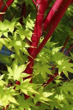 Sango Kaku Coral Bark Japanese Maple - 3 Gallon Pot -Shrub Plant Shop Japanese Maple Sango Kaku 32