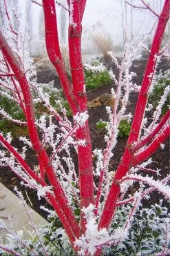 Sango Kaku Coral Bark Japanese Maple - 3 Gallon Pot -Shrub Plant Shop Japanese Maple Sango Kaku Coral Bark 500x750 1