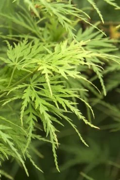 Seiryu Japanese Maple - 5 Gallon Pot 14 Seiryu Japanese Maple - 5 Gallon Pot -Shrub Plant Shop Japanese Maple Seiryu 22
