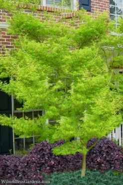Seiryu Japanese Maple - 5 Gallon Pot 13 Seiryu Japanese Maple - 5 Gallon Pot -Shrub Plant Shop Japanese Maple Seiryu 23
