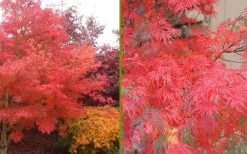 Seiryu Japanese Maple - 5 Gallon Pot 12 Seiryu Japanese Maple - 5 Gallon Pot -Shrub Plant Shop Japanese Maple Seiryu Fall Color