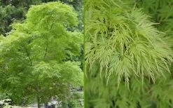 Seiryu Japanese Maple - 3 Gallon Pot 15 Seiryu Japanese Maple - 3 Gallon Pot -Shrub Plant Shop Japanese Maple Seiryu Summer Color 1
