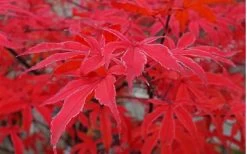 Shirazz Japanese Maple - 1 Gallon Pot 13 Shirazz Japanese Maple - 1 Gallon Pot -Shrub Plant Shop Japanese Maple Shirazz 10