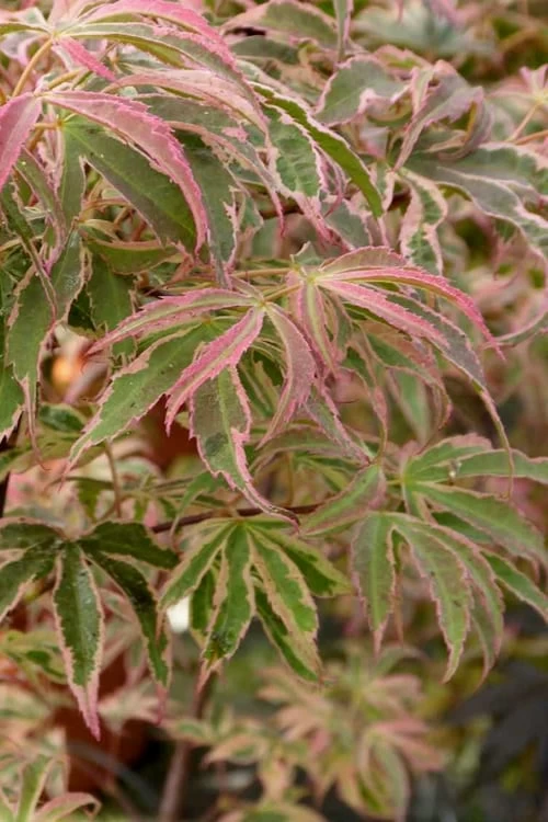 Shirazz Japanese Maple - 1 Gallon Pot 6 Shirazz Japanese Maple - 1 Gallon Pot - Image 6