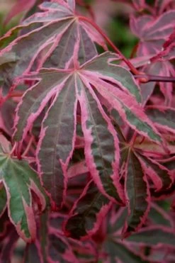 Shirazz Japanese Maple - 1 Gallon Pot 11 Shirazz Japanese Maple - 1 Gallon Pot -Shrub Plant Shop Japanese Maple Shirazz 6
