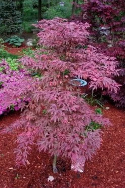Shirazz Japanese Maple - 1 Gallon Pot 10 Shirazz Japanese Maple - 1 Gallon Pot -Shrub Plant Shop Japanese Maple Shirazz 7