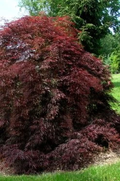 Tamukeyama Dwarf Red Japanese Maple - 2 Gallon Pot -Shrub Plant Shop Japanese Maple Tamukeyama 10