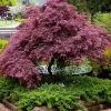 Tamukeyama Dwarf Red Japanese Maple - 2 Gallon Pot