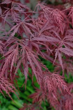 Tamukeyama Dwarf Red Japanese Maple - 2 Gallon Pot -Shrub Plant Shop Japanese Maple Tamukeyama 13