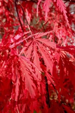 Tamukeyama Dwarf Red Japanese Maple - 1 Gallon Pot -Shrub Plant Shop Japanese Maple Tamukeyama 14 1