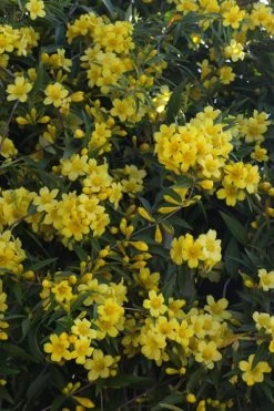 Duet Yellow Jasmine (Jessamine) - 2 Gallon Pot -Shrub Plant Shop Jasmine Duet 5