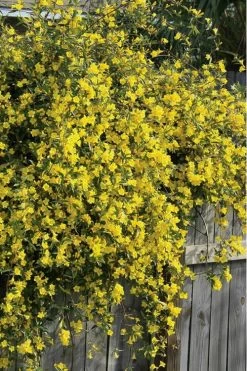 Duet Yellow Jasmine (Jessamine) - 2 Gallon Pot -Shrub Plant Shop Jasmine Duet 8